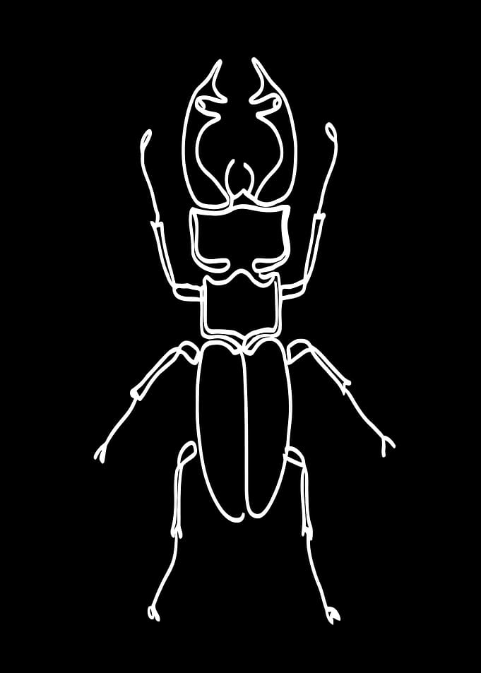 Minimalist Stag Beetle Line Art