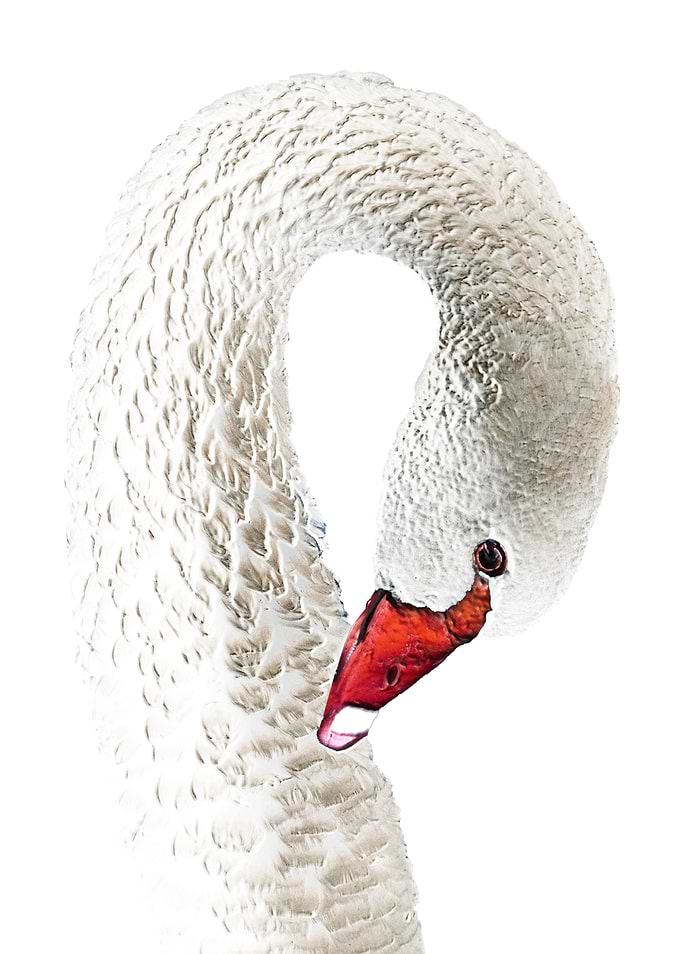 Elegant White Swan Portrait