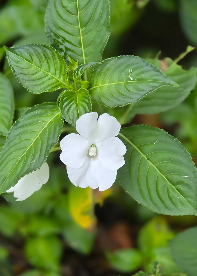White Impatiens Flower with Green Leaves