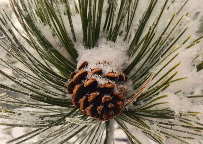 Snowy Pinecone