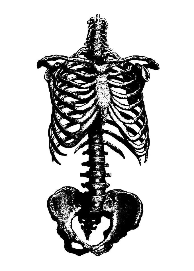 Human Torso Skeleton Black and White