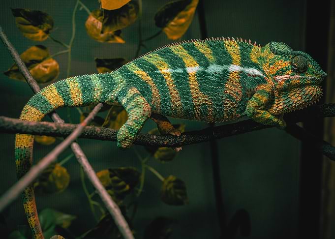 Green and Yellow Chameleon on Branch
