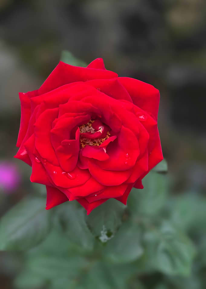 Vibrant Red Rose Flower