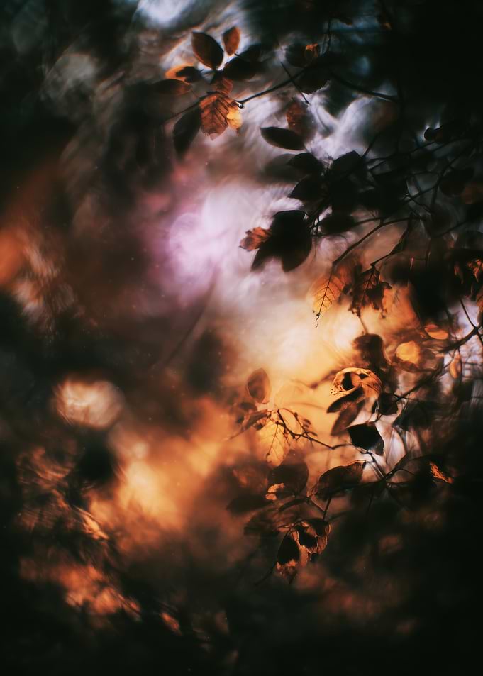 Autumn Leaves Bokeh