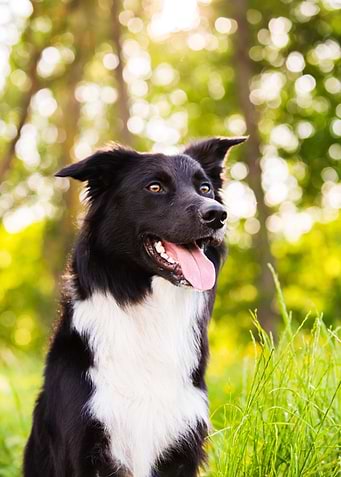 Happy Dog Portrait in Nature