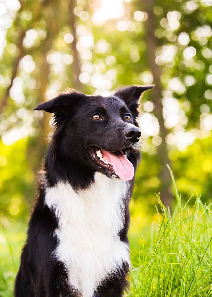 Happy Dog Portrait in Nature