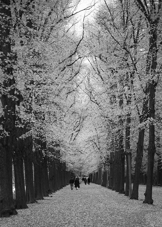 Black and White Tree-Lined Path