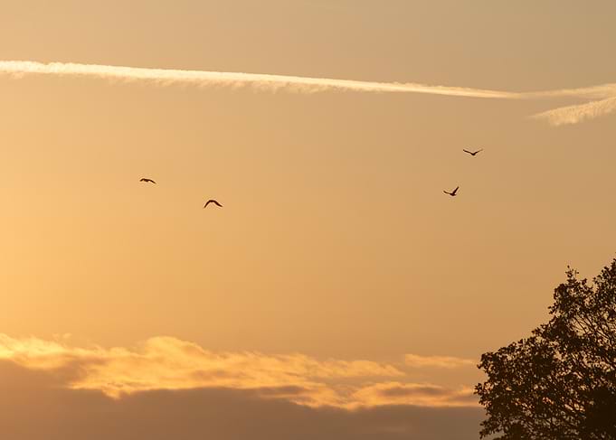 Birds Flying at Sunset