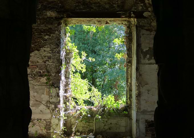 Overgrown Window to Nature