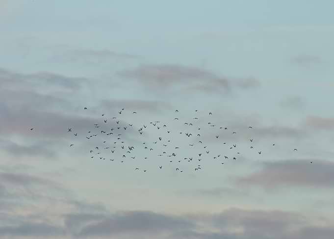 Flock of Birds in Cloudy Sky