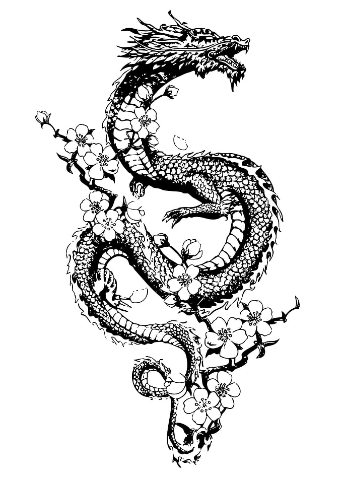 Dragon and Cherry Blossoms Illustration