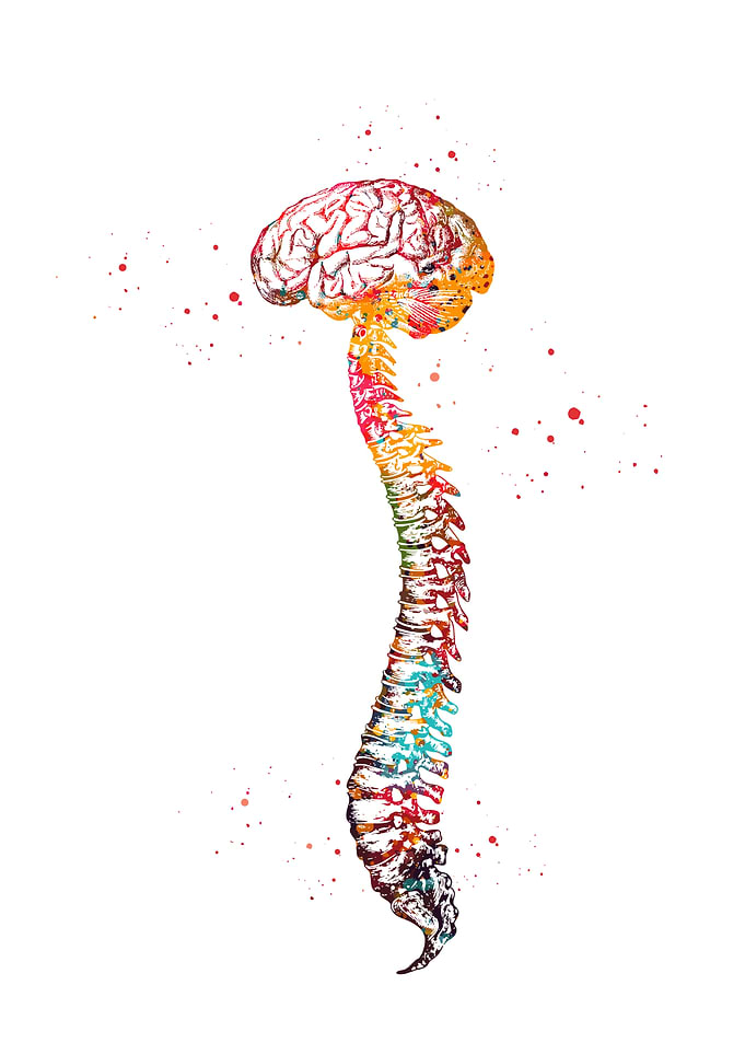 Watercolor Brain and Spine Anatomy Art