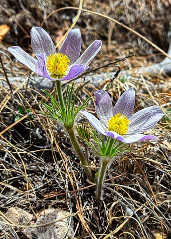 Pasque Flowers Opening