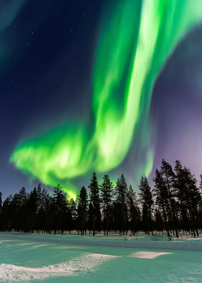 Aurora Borealis over Snowy Forest