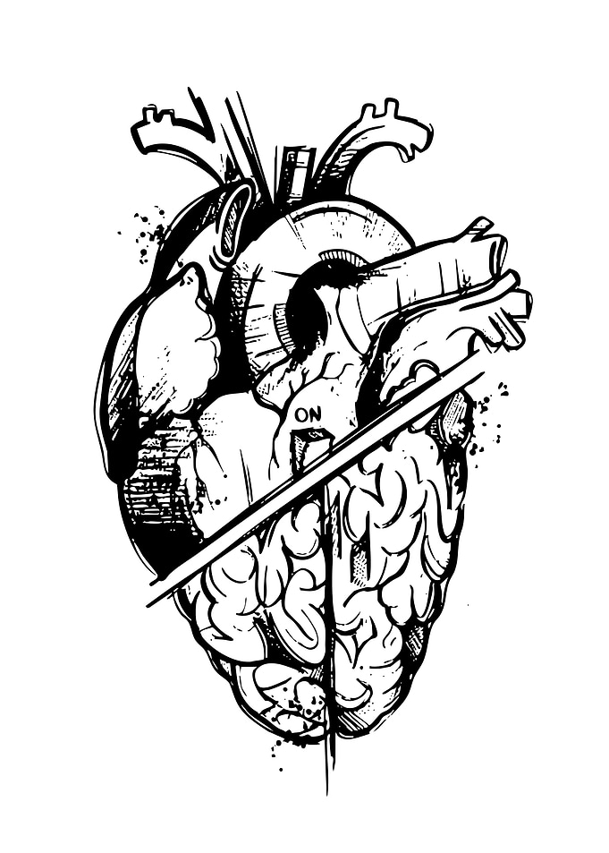 Heart and Brain Anatomy Illustration