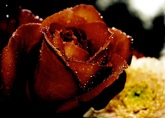 Rose Red