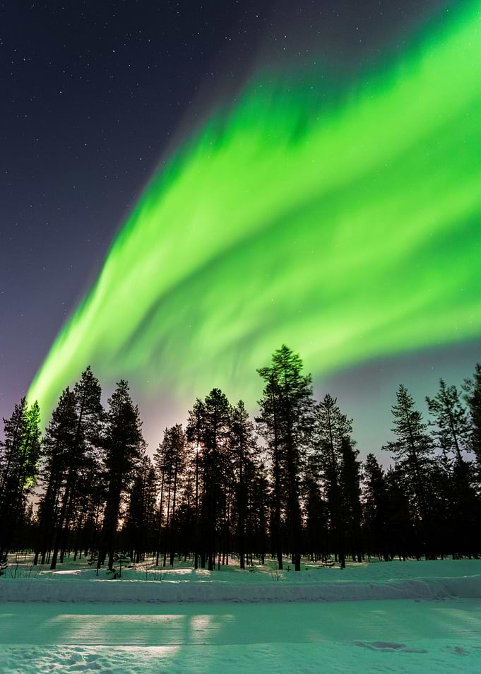 Aurora Borealis over Forest