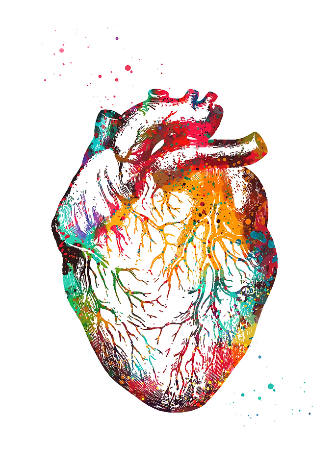 Colorful Watercolor Heart Anatomy Illustration