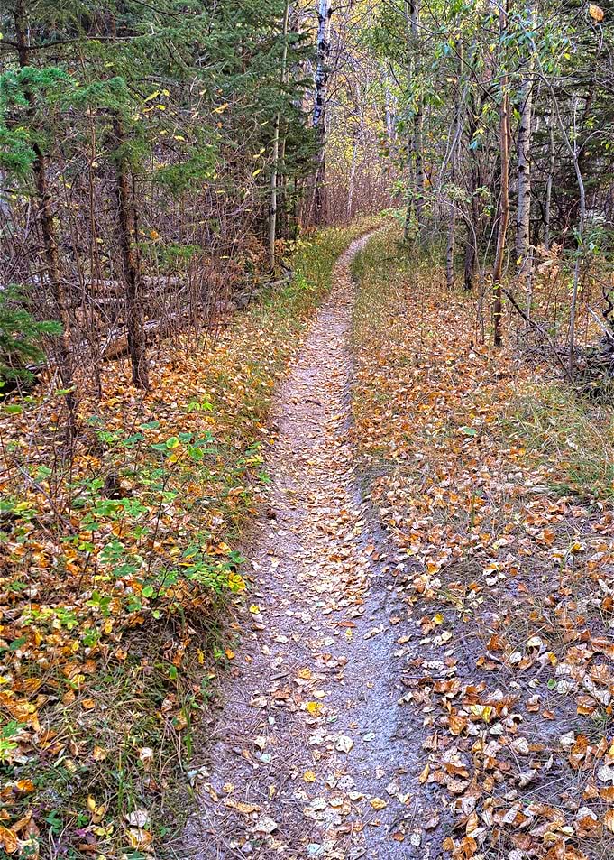 Autumn Path Through the Woods