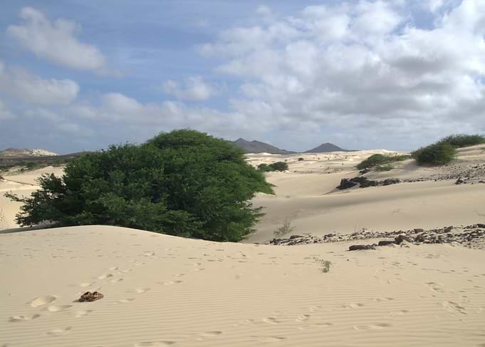 Desert Landscape with Green Bushes