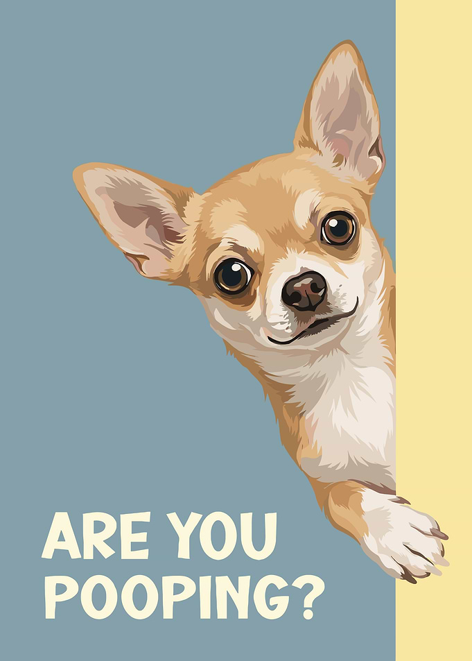Chihuahua: Are You Pooping?