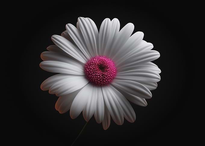White Daisy with Pink Center