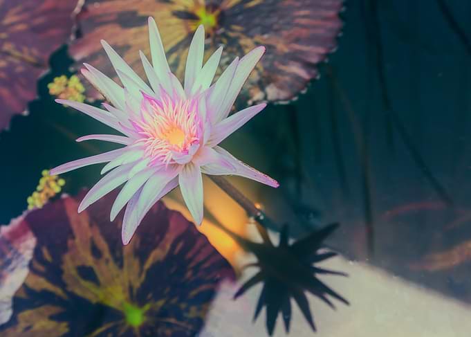 Water Lily in Pond