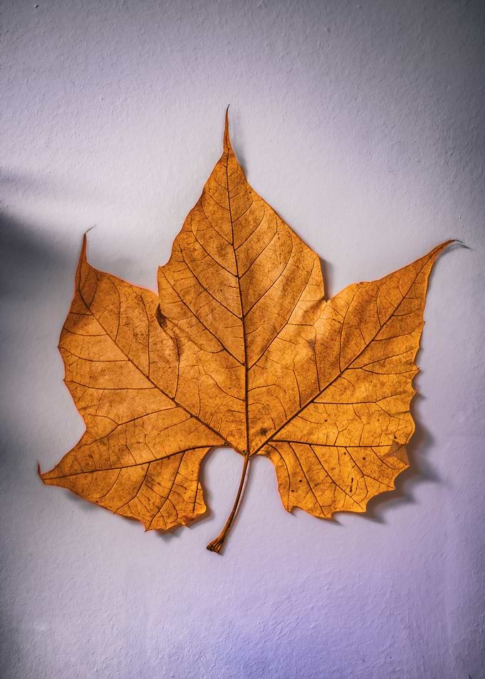 Autumn Leaf on Textured Background