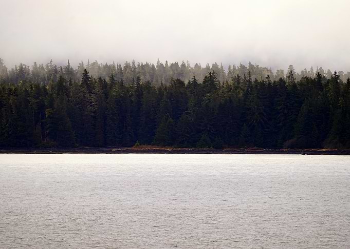 Misty Forest by the Water