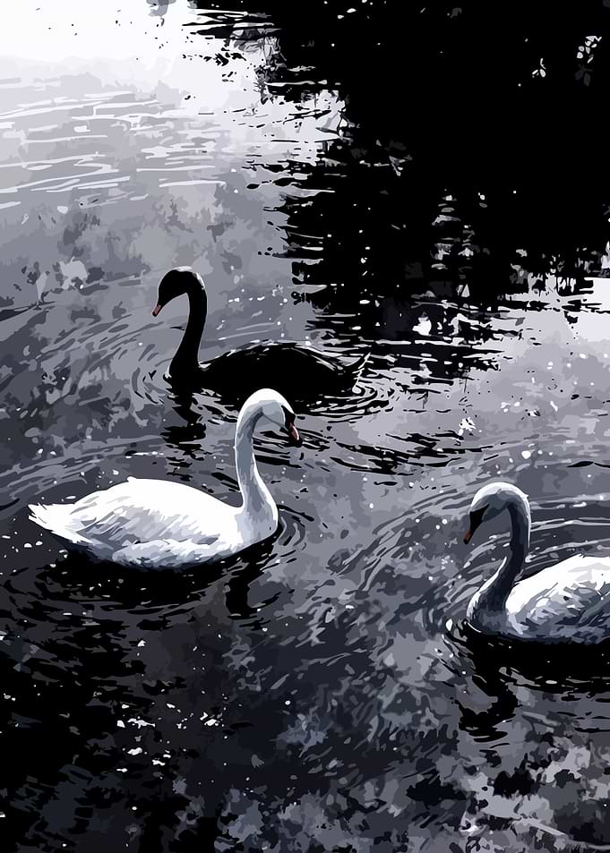 Swans in Water