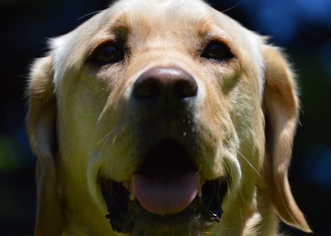 Close-up of a Golden Labrador Retriever