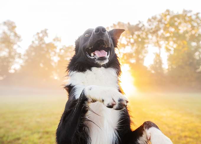 Happy Dog Standing in Sunlight