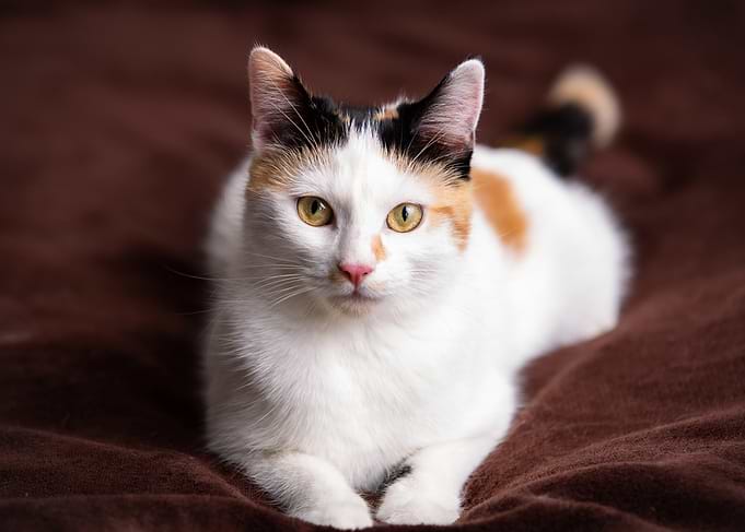 Calico Cat Portrait on Brown Blanket