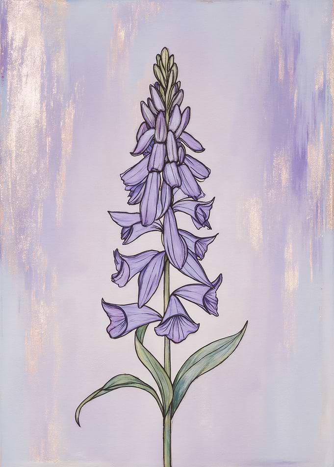 Lavender Botanical Illustration