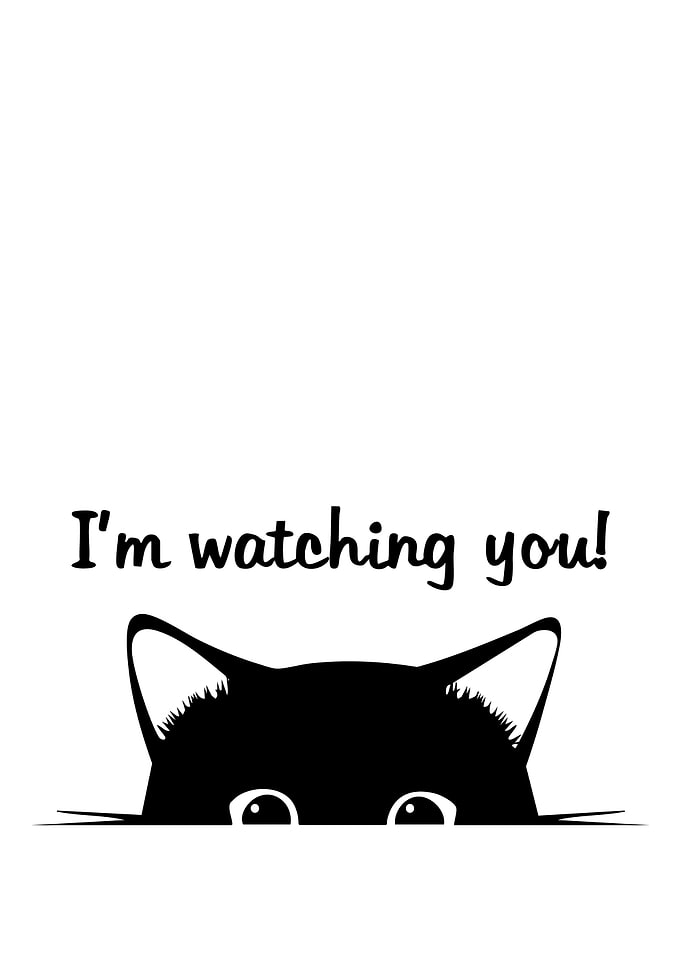 I'm watching you cat