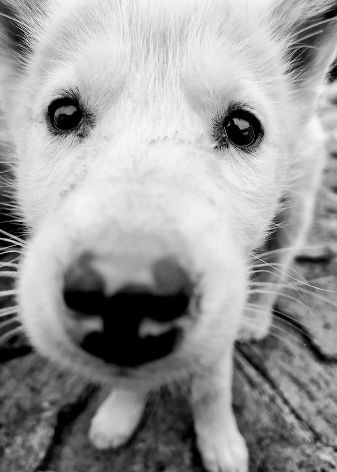 A Curious Greenland Sled Dog