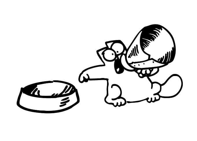 cat asks for food with Food Bowl