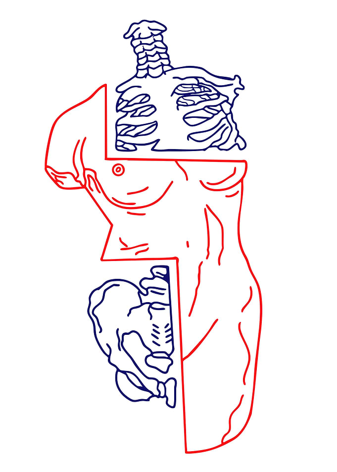 Anatomical Torso Illustration