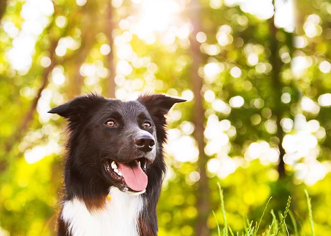 Happy Dog Portrait in Sunny Forest