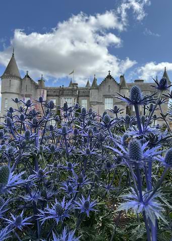 Balmoral Castle with Blue Thistle Flowers