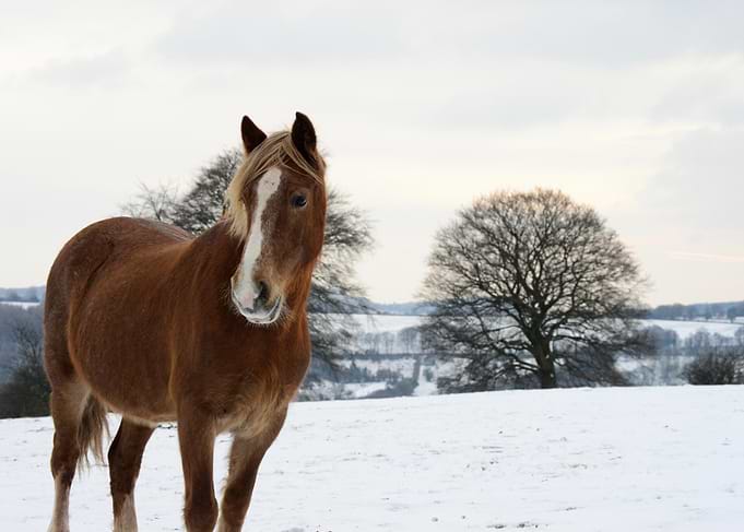 Winter in Wales - Horse in a Snowy Landscape