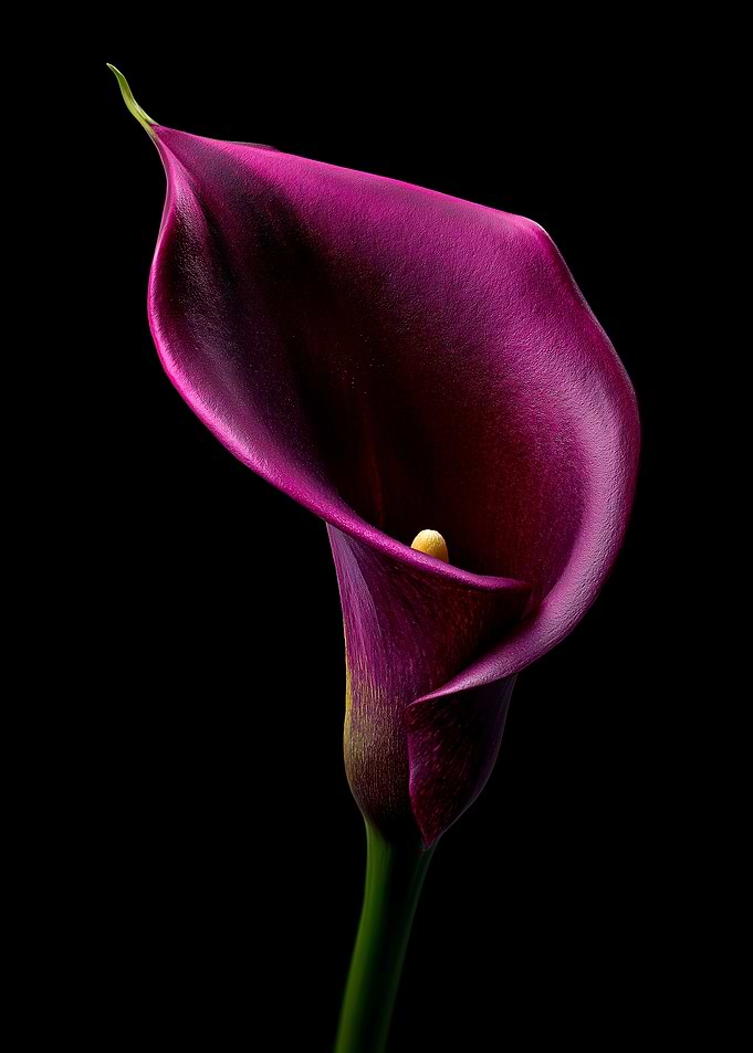 Elegant Purple Calla Lily on Black