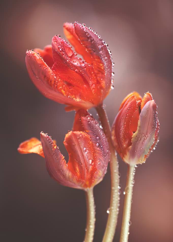Three Red Tulips with Water Droplets