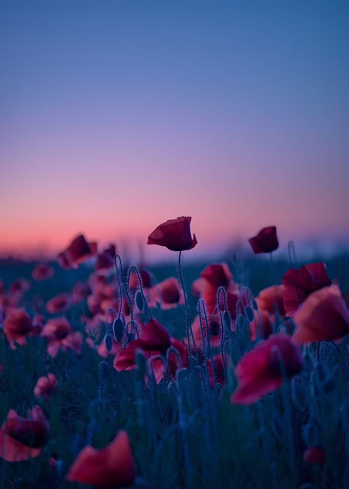 Poppy Field at Dusk