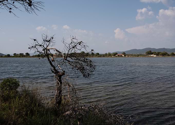 Lake Landscape with Bare Tree