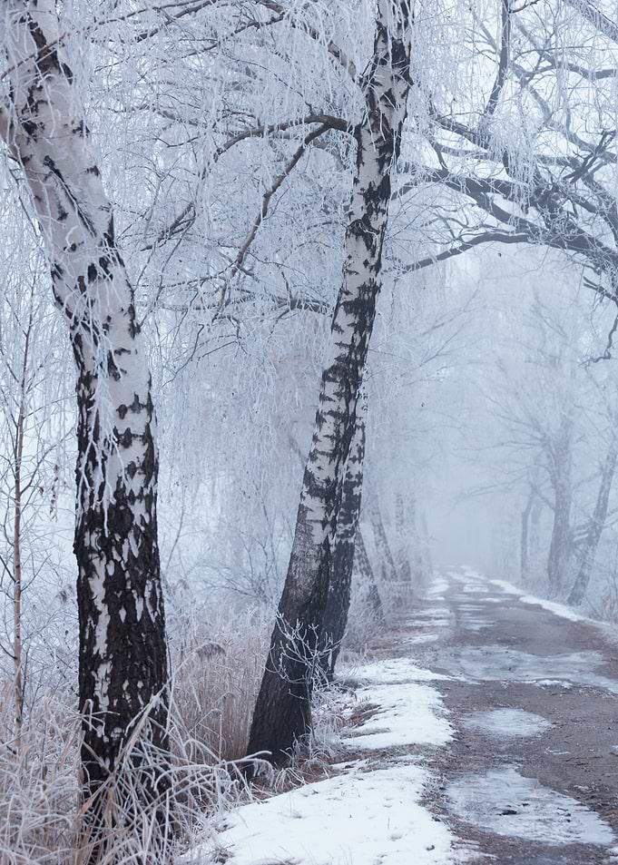 Winter Birch Tree Path