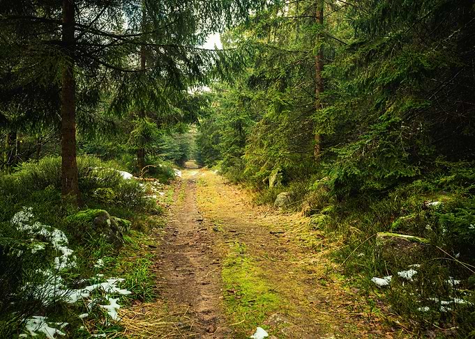 Forest Path