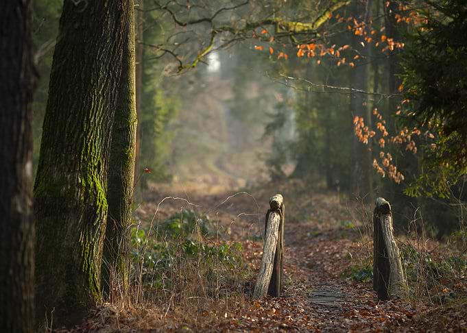 Autumn Forest Path