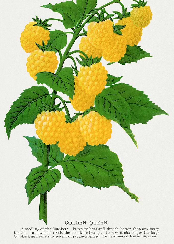 Golden Queen Raspberry Botanical Illustration