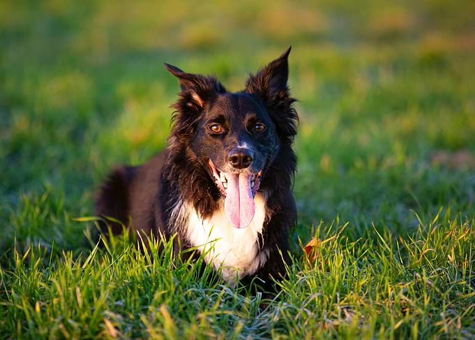 Happy Dog in Green Grass